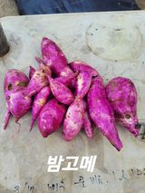 팜모닝 고구마·자유게시판 게시글 이미지