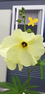 팜모닝 윷놀이 끝! 어떠셨나요?·참여글 게시글 이미지