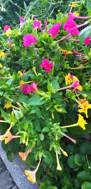 수호 (푸른바위)님의 윷놀이 끝! 어떠셨나요? · 참여글 작성글 사진