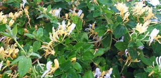 수호 (푸른바위)님의 윷놀이 끝! 어떠셨나요? · 참여글 작성글 사진