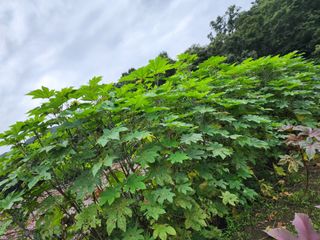 천안 병천 어성초 님의 작성글 사진