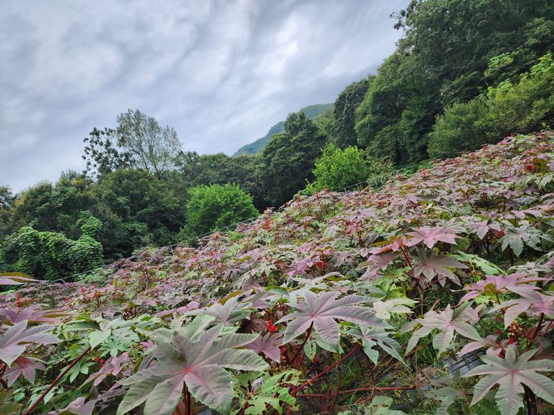 천안 병천 어성초 님의 장터 판매 상품 [아주까리 비누 1장 150그람 ] 첨부 사진