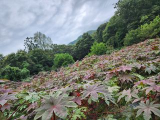천안 병천 어성초 님의 작성글 사진