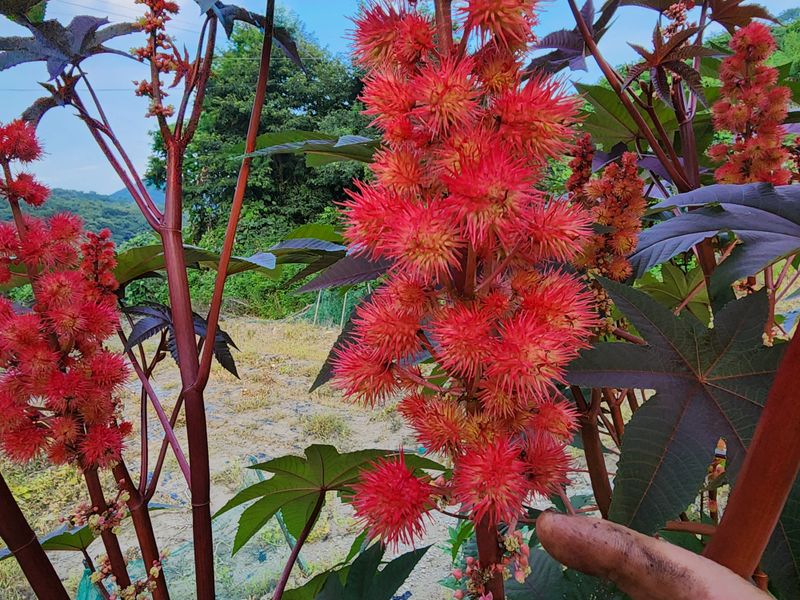 천안 병천 어성초 님의 장터 판매 상품 [아주까리 비누 1장 150그람 ] 첨부 사진