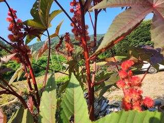 천안 병천 어성초 님의 작성글 사진