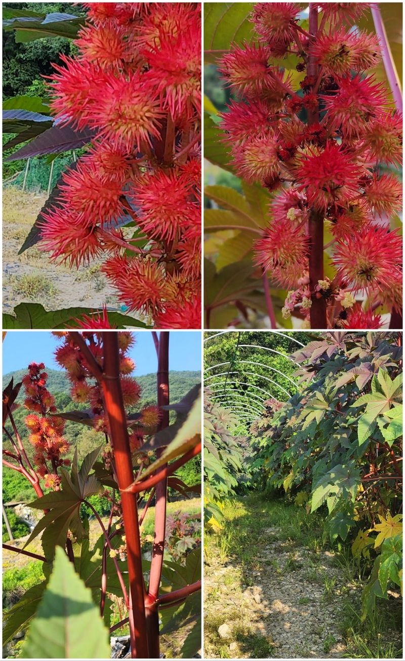 천안 병천 어성초 님의 장터 판매 상품 [아주까리 비누 1장 150그람 ] 첨부 사진