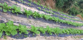 알 수 없음님의 배추 · 병해충상담 작성글 사진