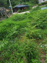 팜모닝 기타작물·병해충상담 게시글 이미지