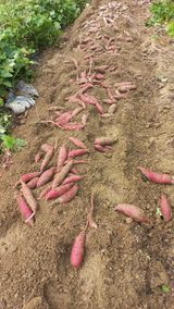 팜모닝 자유주제·자유게시판 게시글 이미지