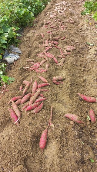 송월명님의 자유주제 · 자유게시판 작성글 사진