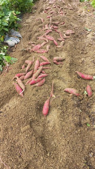 송월명님의 자유주제 · 자유게시판 작성글 사진