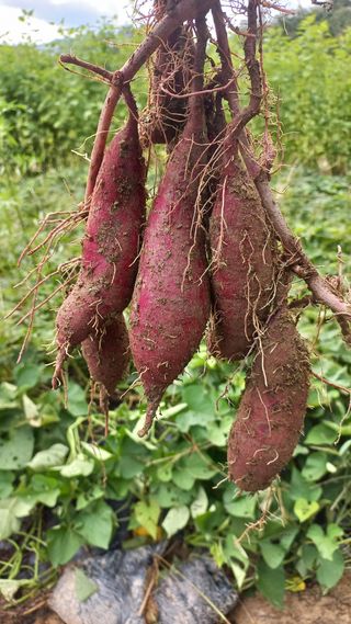 송월명님의 자유주제 · 자유게시판 작성글 사진