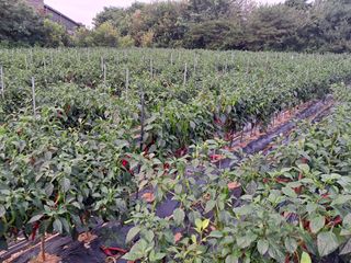 유환철님의 고추 · 병해충상담 작성글 사진