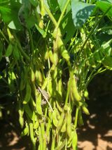 팜모닝 콩·자유게시판 게시글 이미지