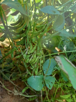 딸기15519님의 콩 · 자유게시판 작성글 사진