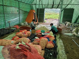 김봉학님의 마늘 · 영농일지 작성글 사진