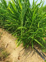 팜모닝 자유주제·자유게시판 게시글 이미지