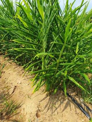 블루베리님의 자유주제 · 자유게시판 작성글 사진