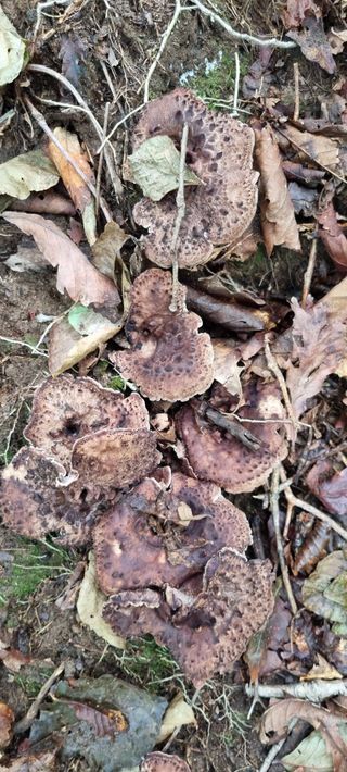 최영호님의 자유주제 · 자유게시판 작성글 사진