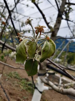 김문규님의 사과 · 병해충상담 작성글 사진