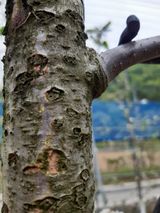 팜모닝 사과·병해충상담 게시글 이미지