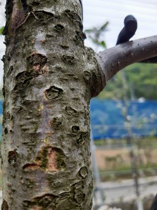 김문규님의 사과 · 병해충상담 작성글 사진