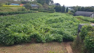 삽질왕님의 들깨 · 자유게시판 작성글 사진