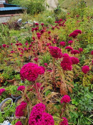 약초원 김종군님의 자유주제 · 자유게시판 작성글 사진