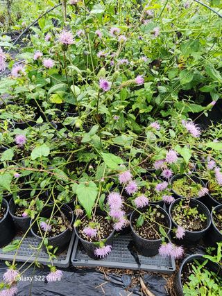 약초원 김종군님의 자유주제 · 자유게시판 작성글 사진