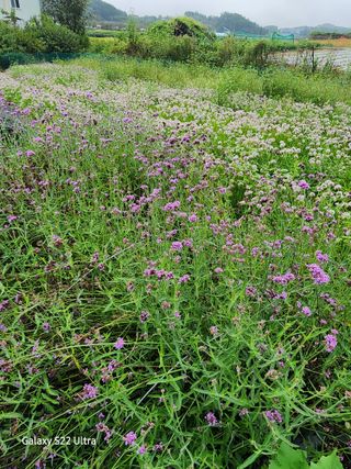 약초원 김종군님의 자유주제 · 자유게시판 작성글 사진