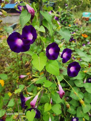 약초원 김종군님의 자유주제 · 자유게시판 작성글 사진