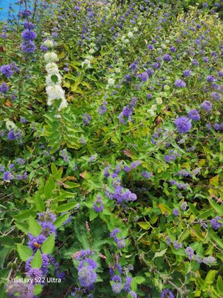 약초원 김종군님의 자유주제 · 자유게시판 작성글 사진