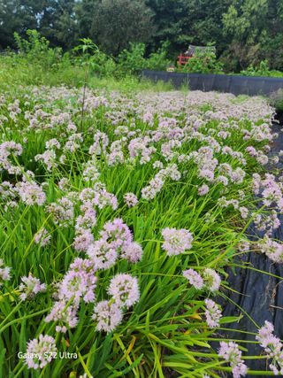 약초원 김종군님의 자유주제 · 자유게시판 작성글 사진