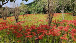 약초원 김종군님의 자유주제 · 자유게시판 작성글 사진