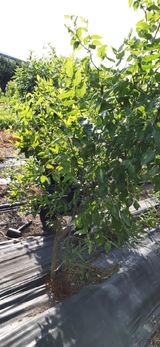 팜모닝 기타작물·병해충상담 게시글 이미지