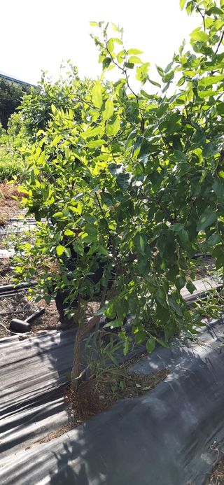 고태진님의 기타작물 · 병해충상담 작성글 사진