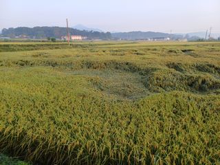 한재승님의 벼 · 영농일지 작성글 사진