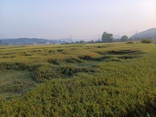 한재승님의 벼 · 영농일지 작성글 사진