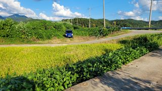 기호용님의 블루베리 · 자유게시판 작성글 사진
