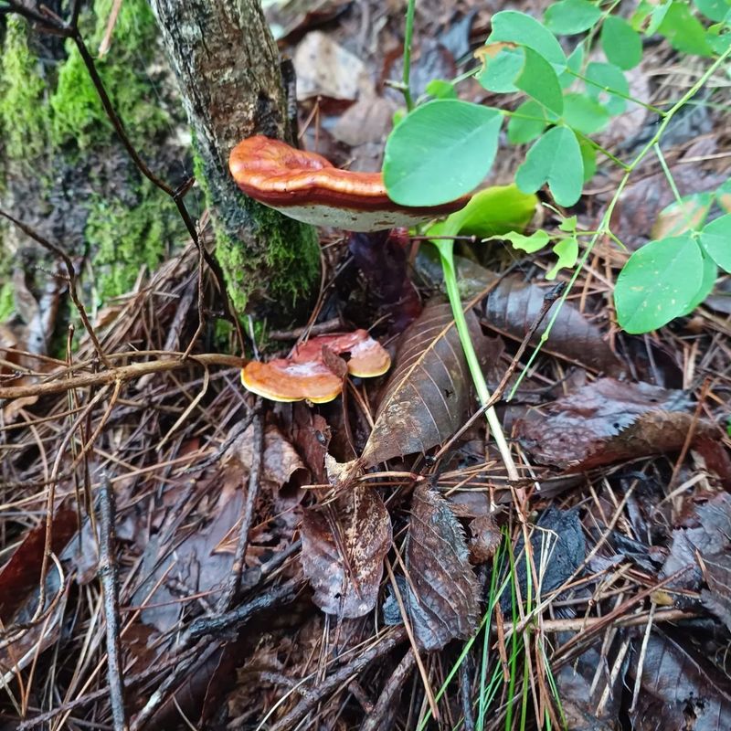 장터 상품 [자연산건조 영지버섯 절편 100g] 썸네일