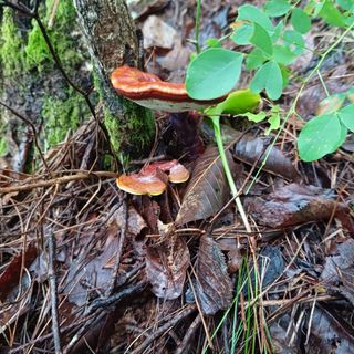 산골촌부님의 작성글 사진