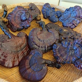 산골촌부님의 작성글 사진