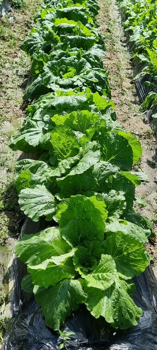 달방구님의 배추 · 일상 작성글 사진