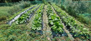 달방구님의 배추 · 일상 작성글 사진