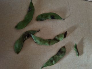 조애순님의 콩 · 병해충상담 작성글 사진