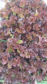 팜모닝 양파·자유게시판 게시글 이미지