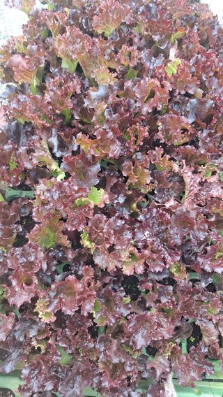 현진맘님의 양파 · 자유게시판 작성글 사진