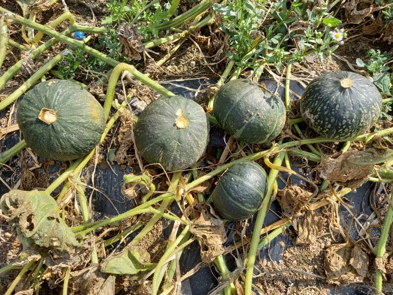 권오성님의 장터 판매 상품 [풀과의 싸움 이네요...] 첨부 사진