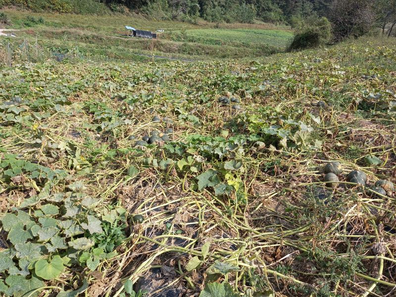 장터 상품 [풀과의 싸움 이네요...] 썸네일