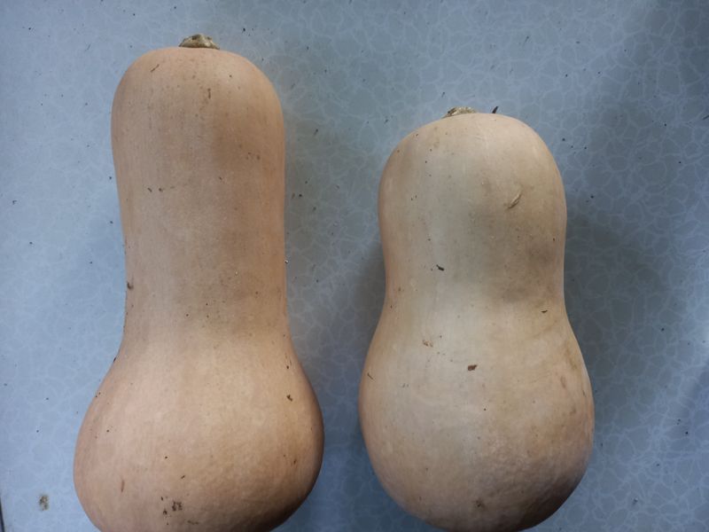 권오성님의 장터 판매 상품 [풀과의 싸움 이네요...] 첨부 사진